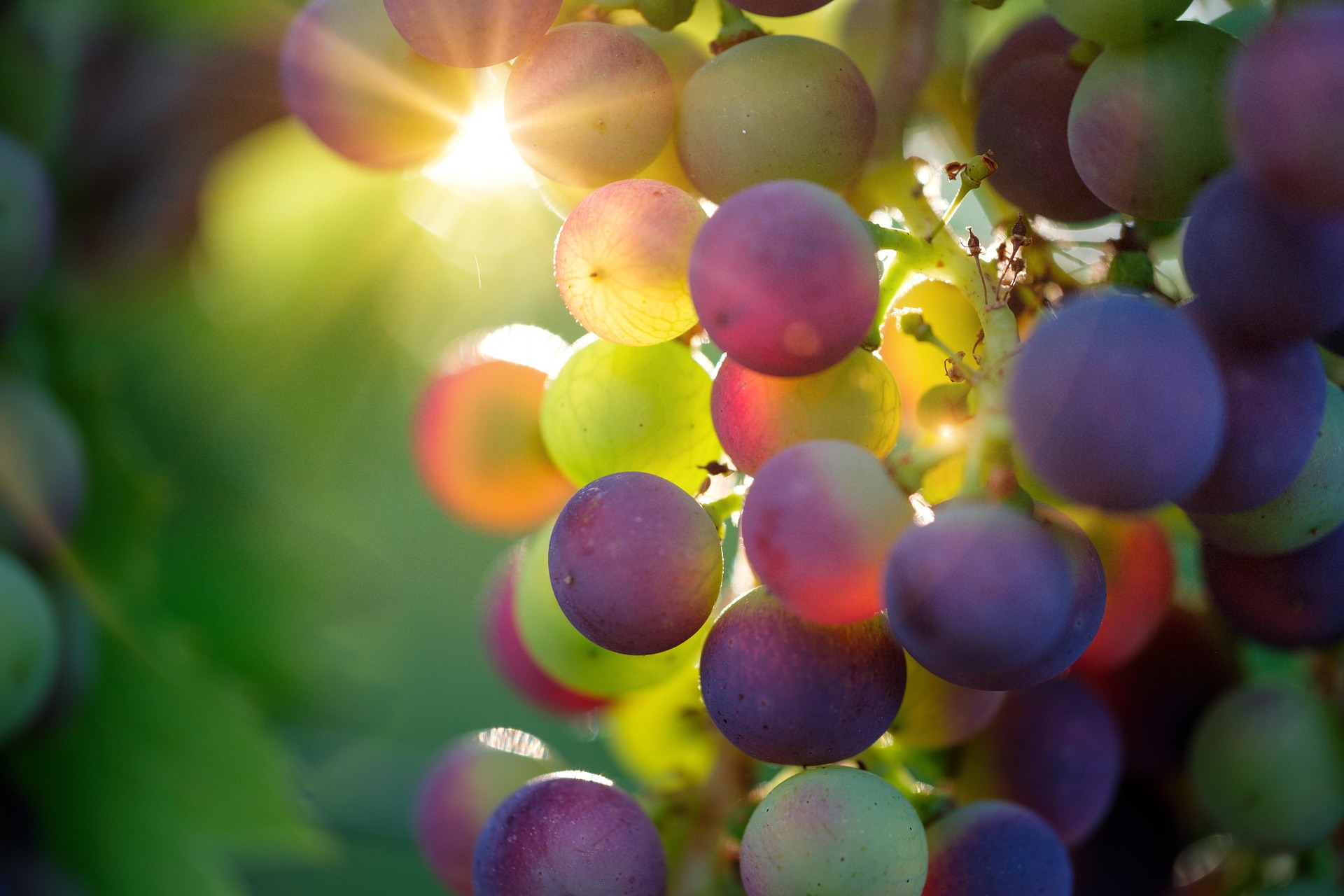 Sunlight hitting grapes hanging on the vine.