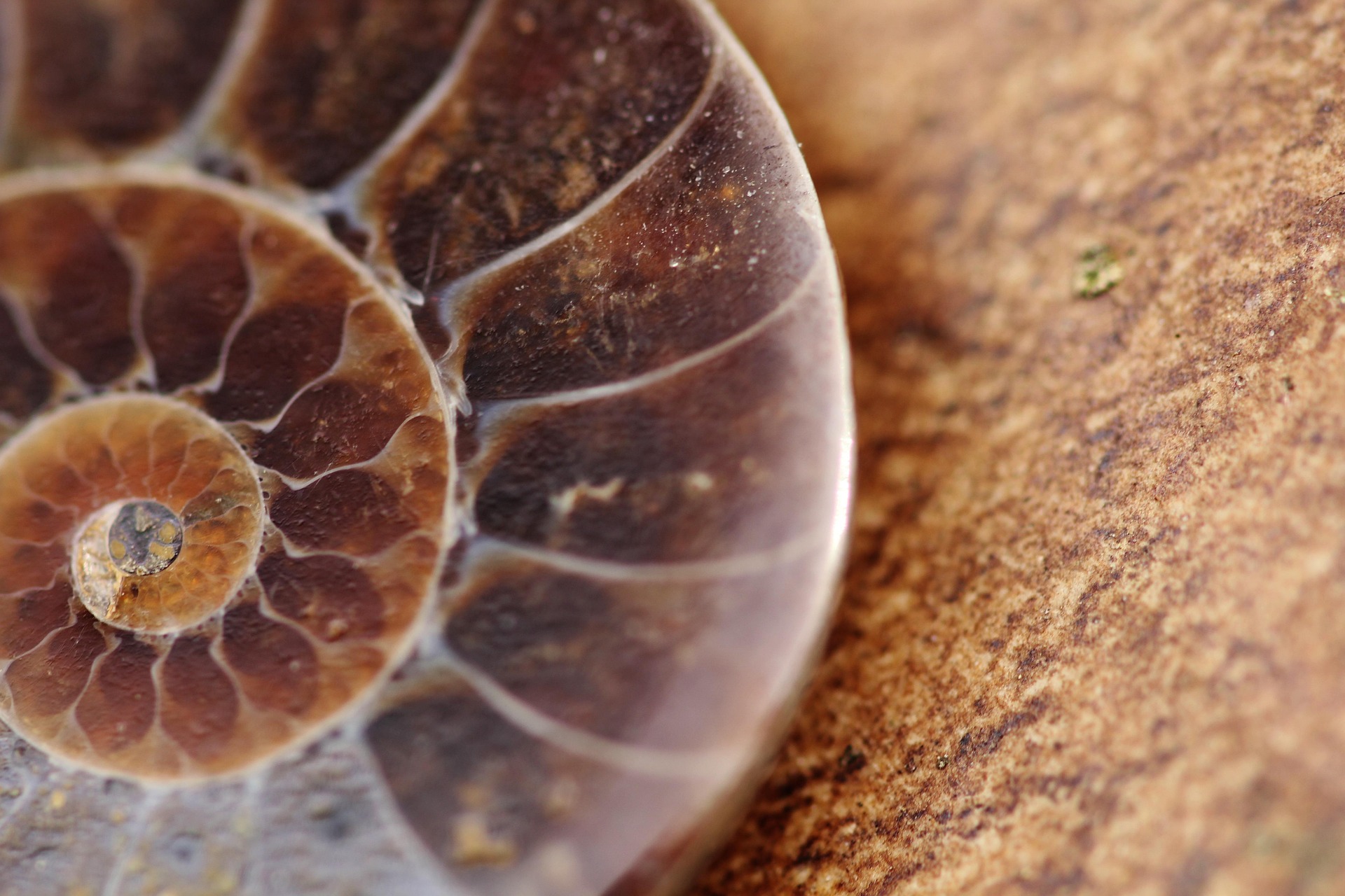 A fossilized seashell.