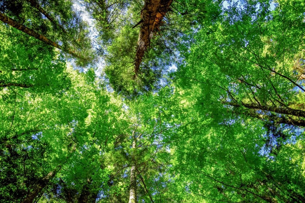 A forest canopy seen from below with hints of sky and sunlight showing through.